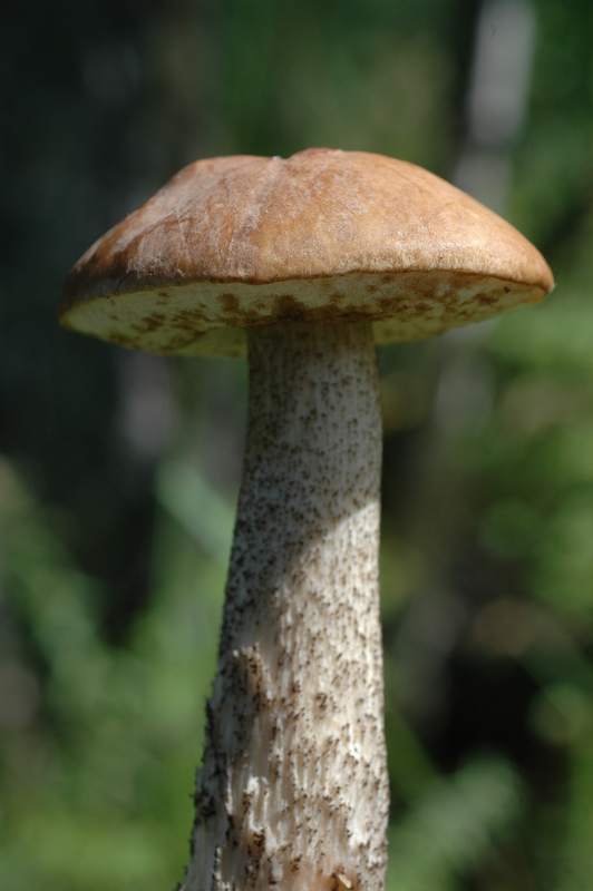 dsc_0587.jpg