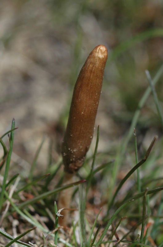 dsc_3990a.jpg