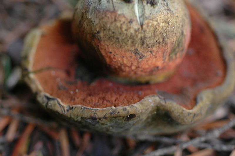 dsc_6336a.jpg