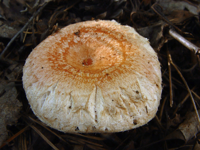 lactarius-tormmosus_01_1.jpg