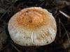 lactarius-tormmosus_01_t1_1.jpg