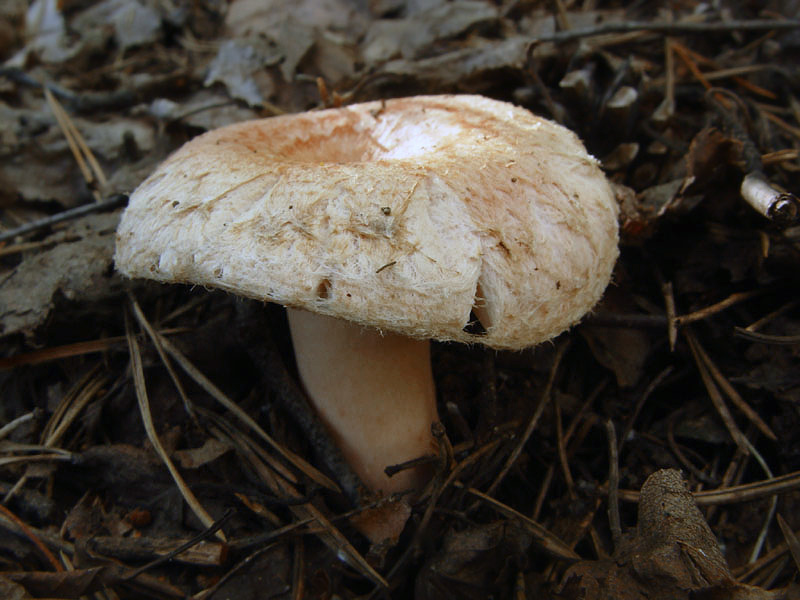 lactarius-tormmosus_02.jpg