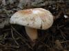 lactarius-tormmosus_02_t1.jpg