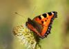 11071720_t1.jpg