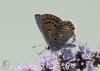 110802.2_t1.jpg