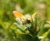 140532_t1.jpg