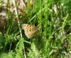 150536_t1.jpg