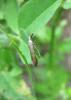 2012.06.09.109_t1.jpg