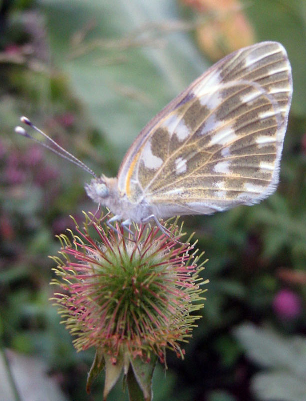 75403_58ab7055.jpg