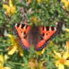 aglais_urticae_03_t1.jpg