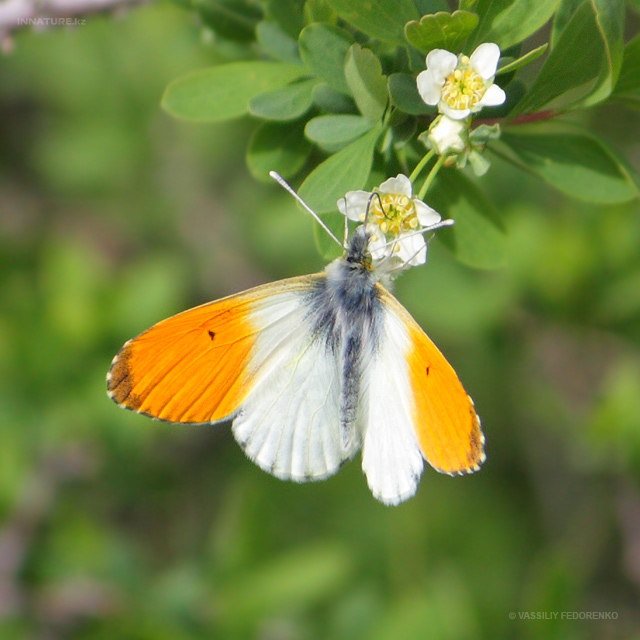 anthocharis-cardamines_01.jpg