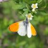 anthocharis-cardamines_01_t1.jpg