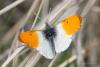 anthocharis-cardamines_02_t1.jpg