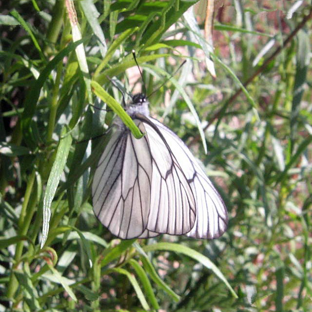 aporia_crataegi_02.jpg
