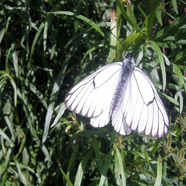 aporia_crataegi_03.jpg