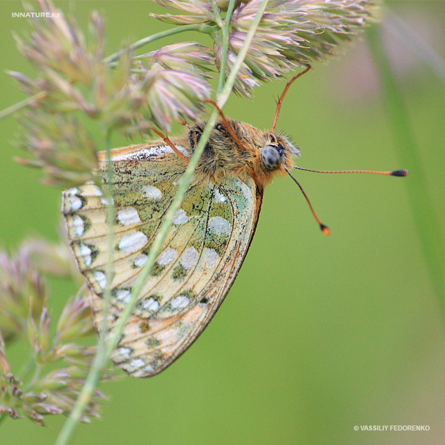 argynnis_aglaja_01.jpg