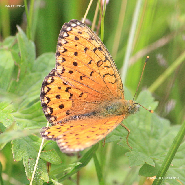 argynnis_aglaja_02.jpg