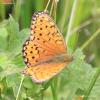 argynnis_aglaja_02_t1.jpg