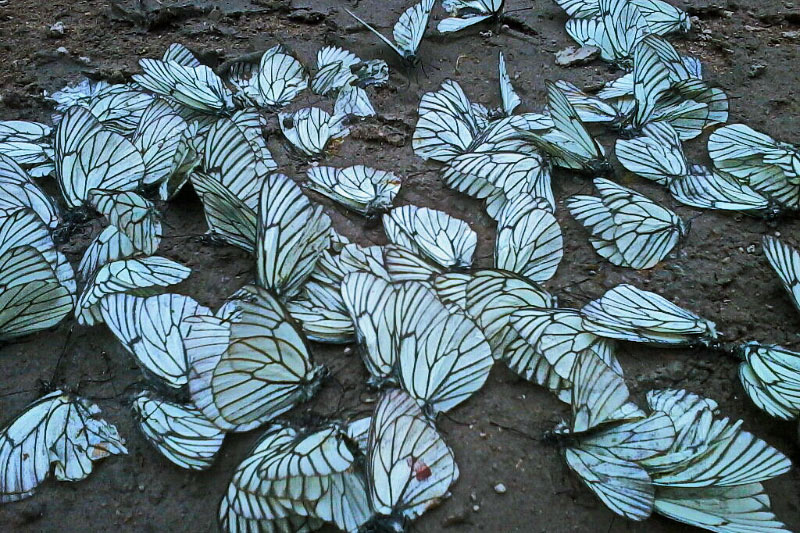 butterfly.jpg