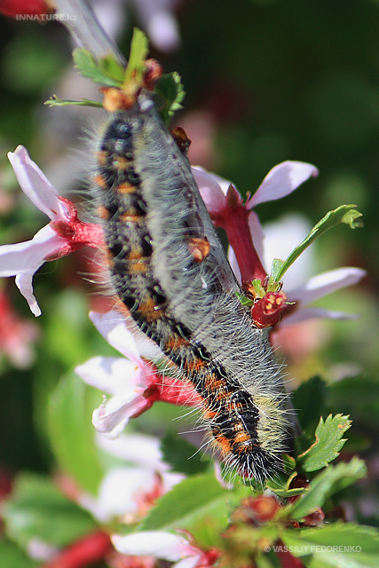 butterfly_01.jpg