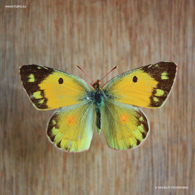 colias_crocea_01.jpg