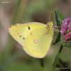 colias_erate_01_t1.jpg