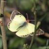 colias_erate_02_t1.jpg