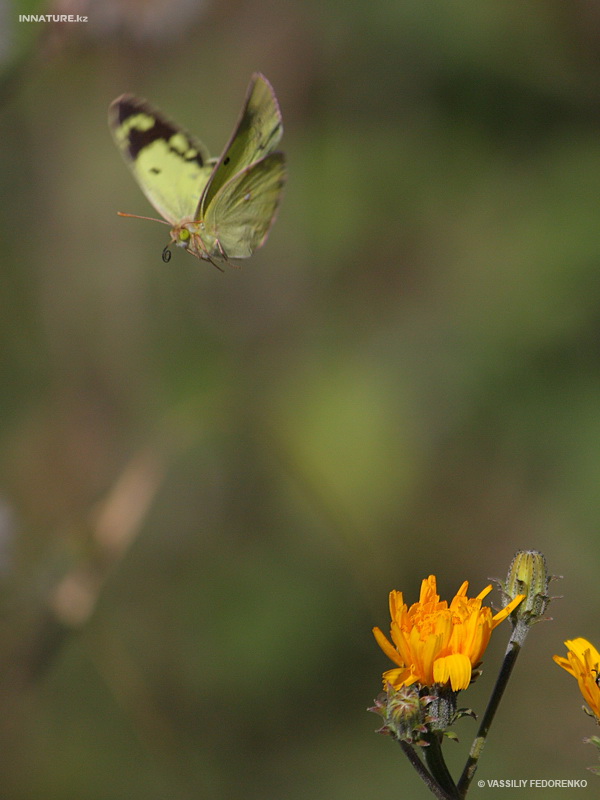 colias_hyale_01.jpg