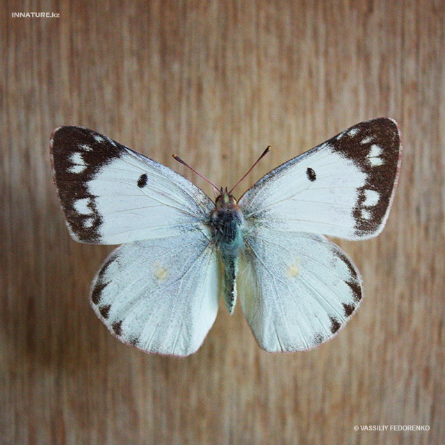 colias_hyale_06.jpg