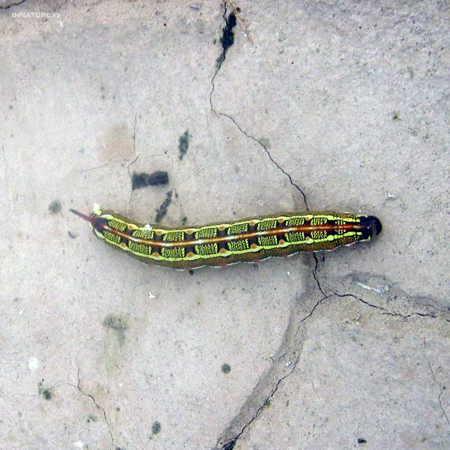 deilephila_var_livornica.jpg