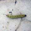 deilephila_var_livornica_t1.jpg