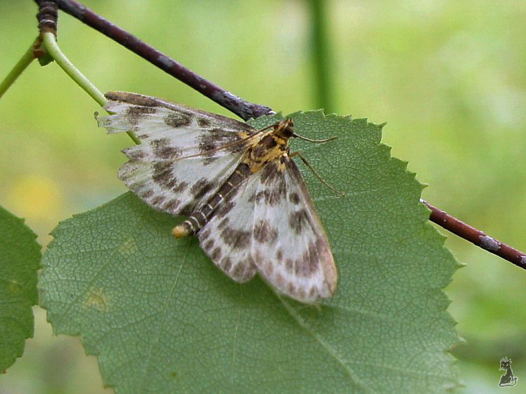 dsc02662.jpg