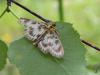 dsc02662_t1.jpg
