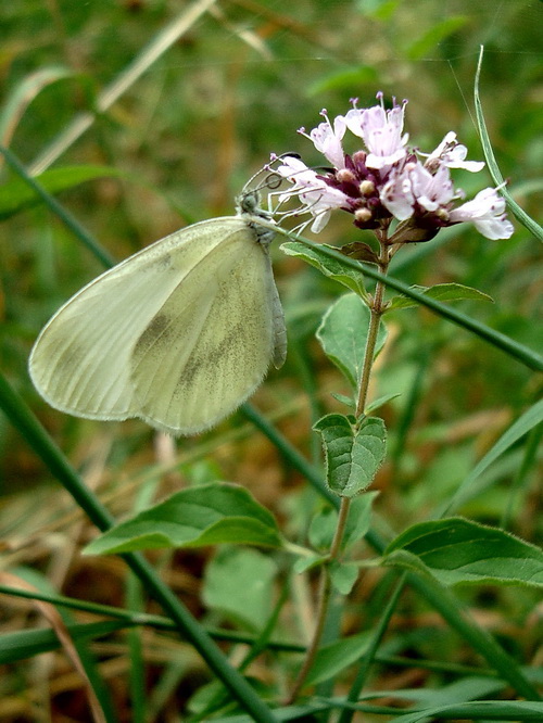 dsc04920.jpg