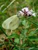 dsc04920_t1.jpg