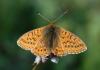dsc_1514b_t1.jpg