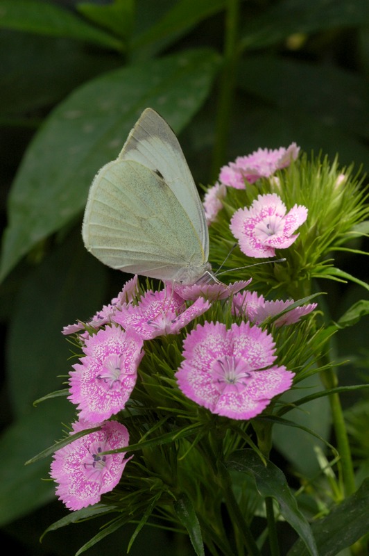 dsc_1761a.jpg