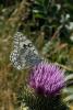 dsc_2173a_t1.jpg