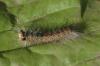 dsc_2829a_t1.jpg