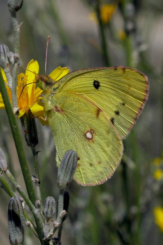 dsc_3669b.jpg