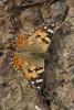 dsc_5569a_t1.jpg