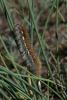 dsc_6545a_t1.jpg