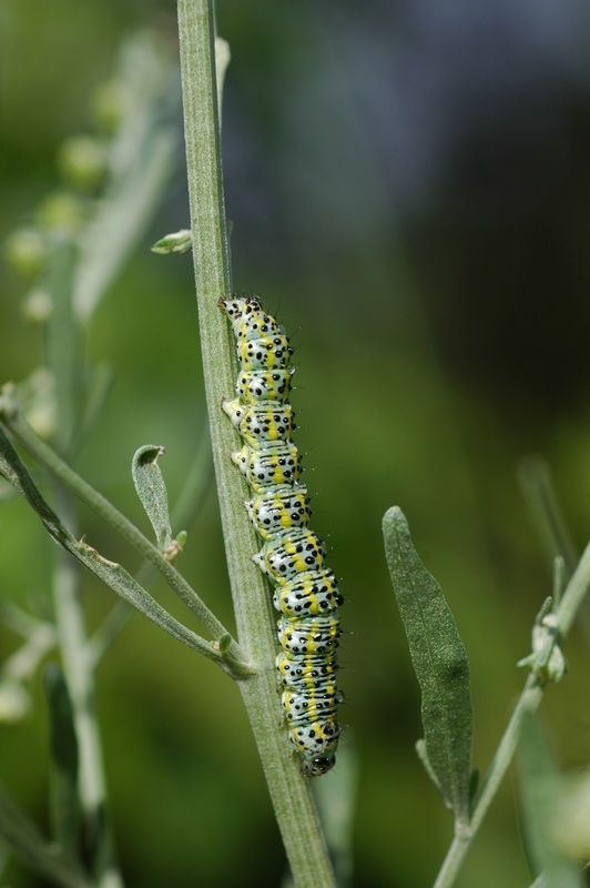 dsc_8549a.jpg