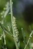 dsc_8549a_t1.jpg