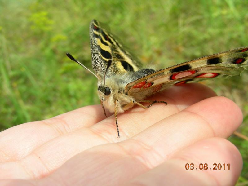 dscn7295_1.jpg