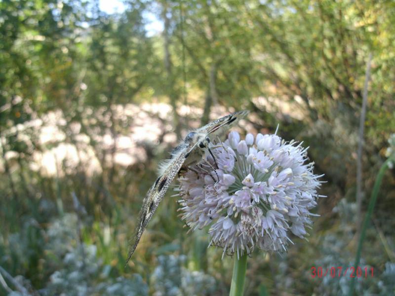 gedc0783.jpg