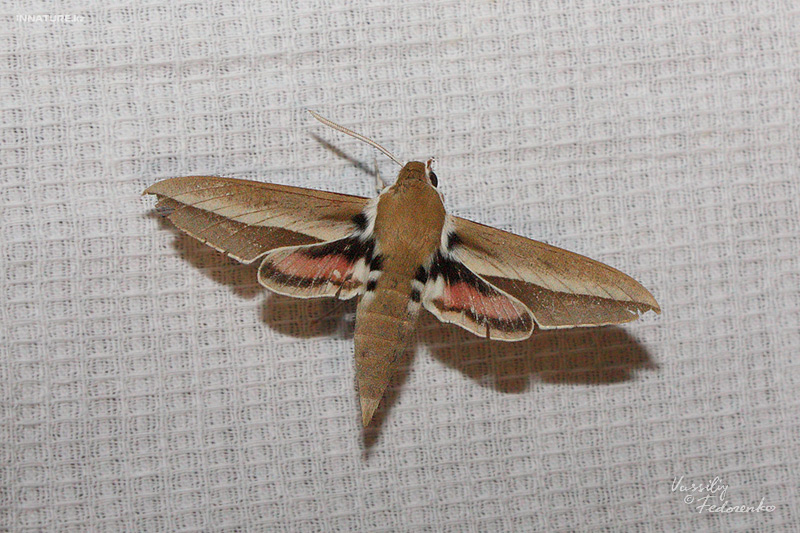 hyles-hippophaes_01.jpg