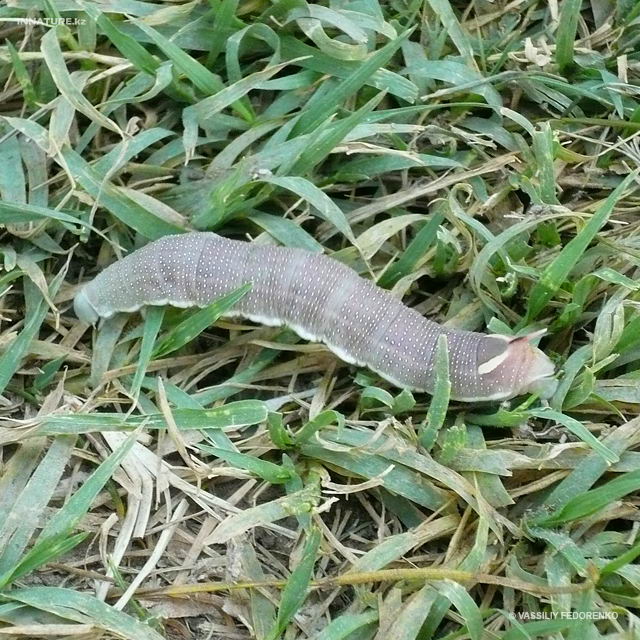 hyles_hippophaes_01.jpg