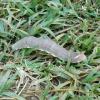 hyles_hippophaes_01_t1.jpg