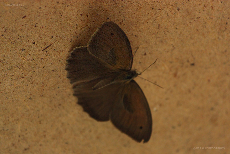hyponephele-lupina_02.jpg